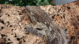 LB508- Dark Morph Leachianus Gecko