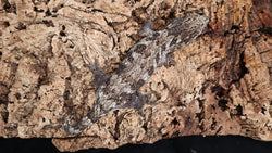 LB501- Dark Morph Leachieanus Gecko