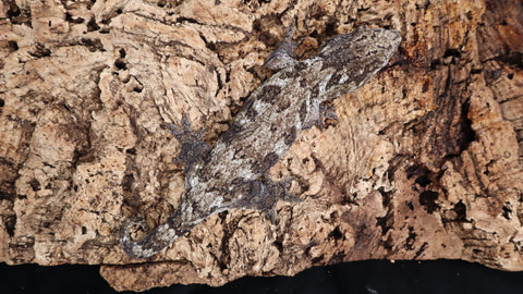 LB501- Dark Morph Leachieanus Gecko