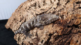 LB501- Dark Morph Leachieanus Gecko