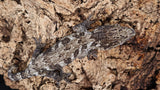LB501- Dark Morph Leachieanus Gecko