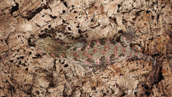 LB506- Stunning leachieanus Gecko