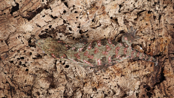 LB506- Stunning leachieanus Gecko