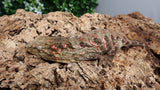 LB506- Stunning leachieanus Gecko