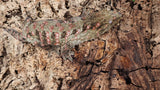 LB506- Stunning leachieanus Gecko