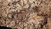 LB507- Stunning Leachianus Gecko