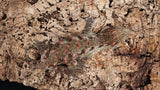 LB507- Stunning Leachianus Gecko