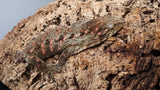 LB507- Stunning Leachianus Gecko