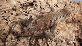 LB507- Stunning Leachianus Gecko
