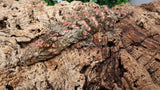 LB510- Stunning Leachieanus Gecko