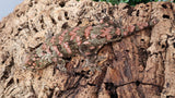LB510- Stunning Leachieanus Gecko