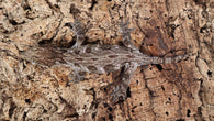 LB500- Dark Morph Leachianus Gecko