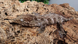 LB500- Dark Morph Leachianus Gecko