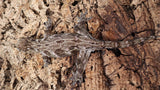 LB500- Dark Morph Leachianus Gecko