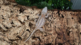 GG373- Stripe Gargoyle Gecko