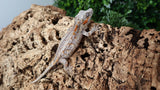 GG373- Stripe Gargoyle Gecko