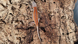 GG371 - Red Stripe Gargoyle Gecko