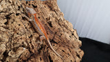 GG371 - Red Stripe Gargoyle Gecko