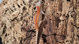 GG371 - Red Stripe Gargoyle Gecko
