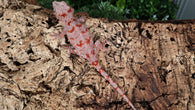 GG370- Red Blotch Gargoyle Gecko