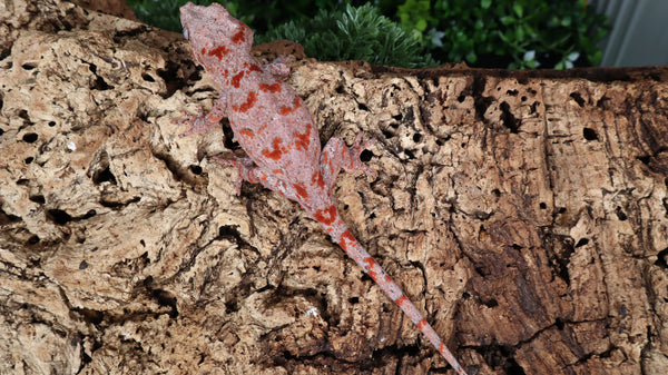 GG370- Red Blotch Gargoyle Gecko