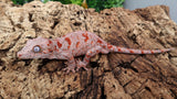 GG370- Red Blotch Gargoyle Gecko