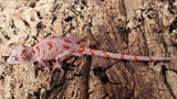 GG370- Red Blotch Gargoyle Gecko