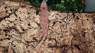 GG369- Red Blotch Gargoyle Gecko
