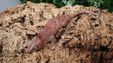 GG369- Red Blotch Gargoyle Gecko