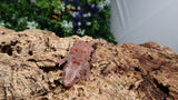 GG369- Red Blotch Gargoyle Gecko