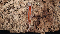 GG368- Red Stripe Gargoyle Gecko