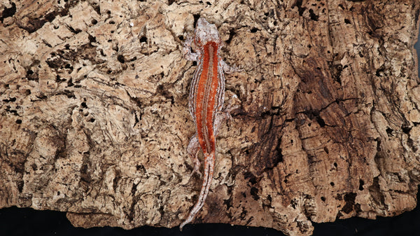GG368- Red Stripe Gargoyle Gecko
