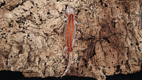 GG368- Red Stripe Gargoyle Gecko