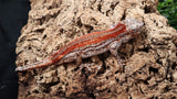 GG368- Red Stripe Gargoyle Gecko