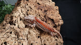 GG368- Red Stripe Gargoyle Gecko