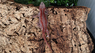 GG367- Red Stripe Gargoyle Gecko
