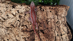 GG367- Red Stripe Gargoyle Gecko