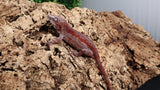 GG367- Red Stripe Gargoyle Gecko