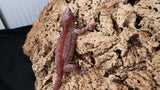 GG367- Red Stripe Gargoyle Gecko