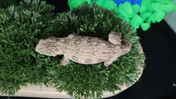 LB518- Het. Melanistic Leachianus