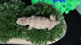 LB518- Het. Melanistic Leachianus