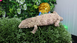 LB518- Het. Melanistic Leachianus
