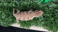 LB517- Het. Melanistic Leachianus