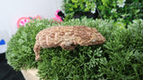 LB517- Het. Melanistic Leachianus