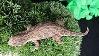 LB516- Melanistic Leachianus