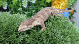 LB516- Melanistic Leachianus