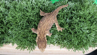 LB515- Melanistic Leachianus