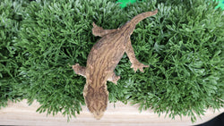 LB515- Melanistic Leachianus