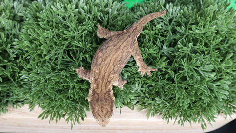 LB515- Melanistic Leachianus