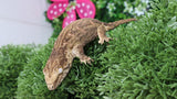 LB515- Melanistic Leachianus